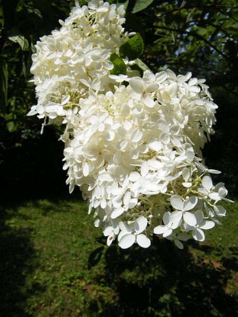 DSCF2070
