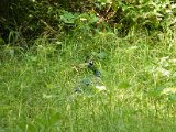 DSCF2100.jpg