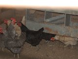 DSC_0223.JPG