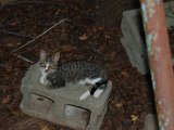 DSC_0228.JPG