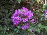 DSC_0234.JPG